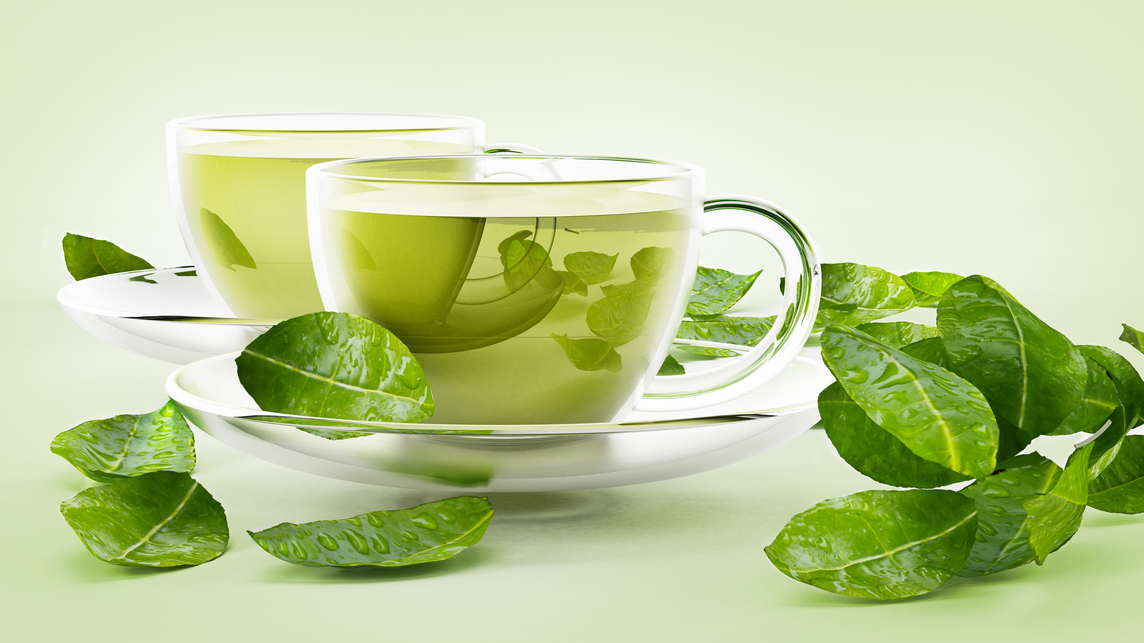 Green Tea Manufacturers